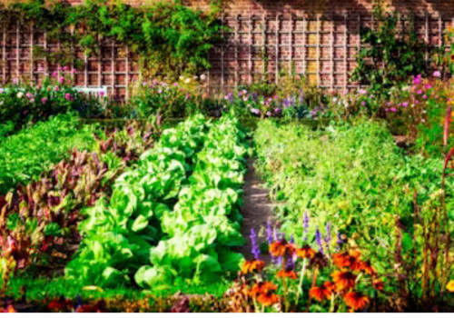 Kasvimaa toimintaa keskiviikkoisin