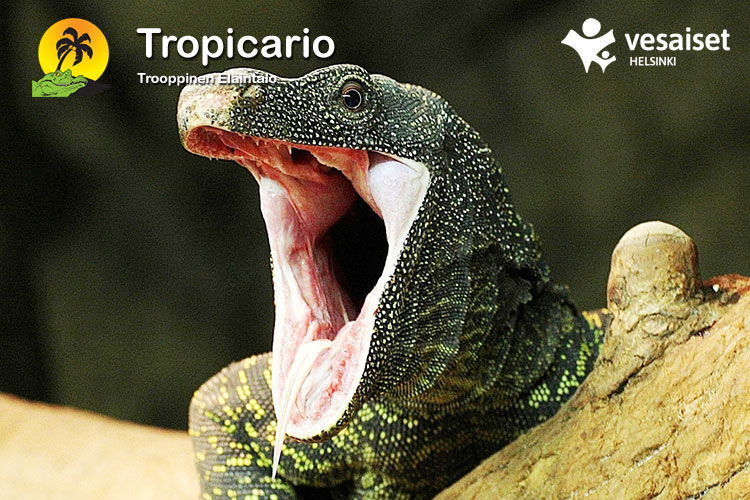 Elämysmatka Tropicarioon - trooppiseen eläintaloon